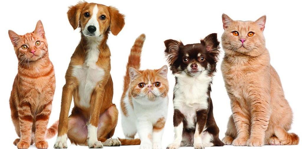 Доска объявлений о животных | ЗооТом - продажа, вязка и услуги для животных в Суворовской