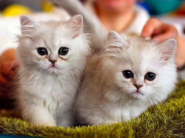 Породы кошек в Суворовской | ЗооТом портал о животных