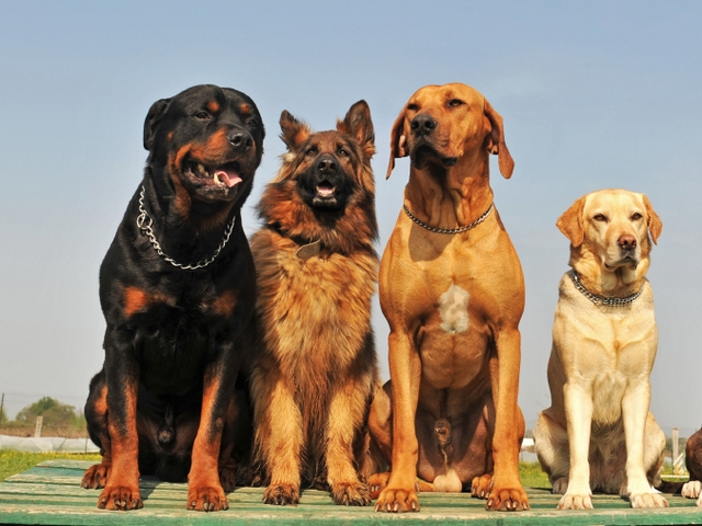 Крупные породы собак в Суворовской | ЗооТом портал о животных